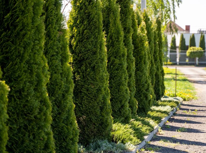Arborvitae Can Crowd The Fence Side Fast Arborvitae Can Crowd The Fence Side Fast