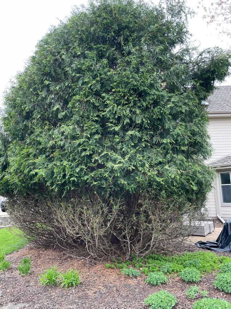 Arborvitae Gets Stripped Along Edges Arborvitae Gets Stripped Along Edges
