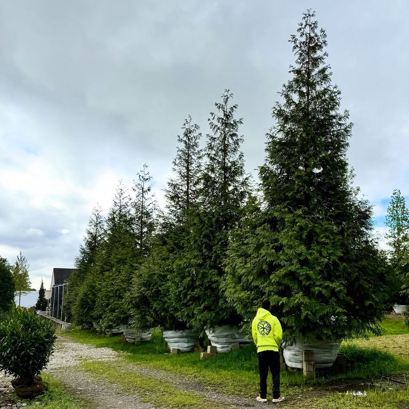 Arborvitae Green Giant Arborvitae Green Giant