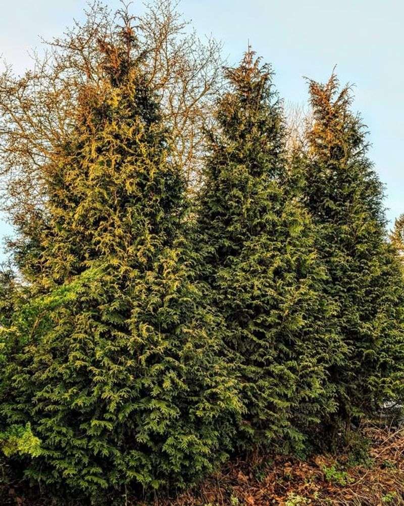 Arborvitae Should Not Be Fed Mid-Summer