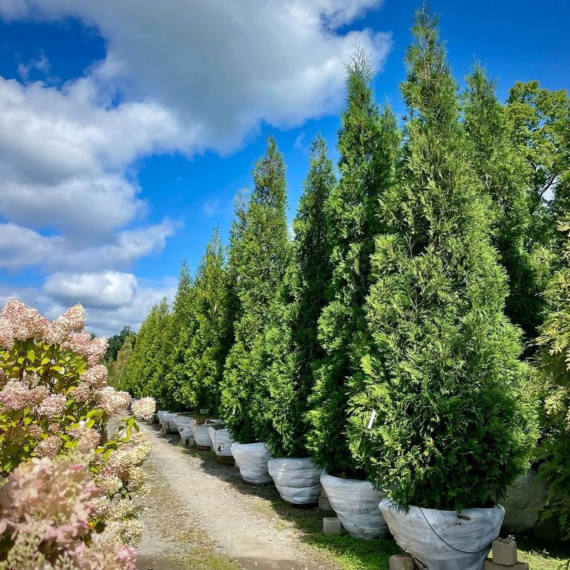 Arborvitae Arborvitae
