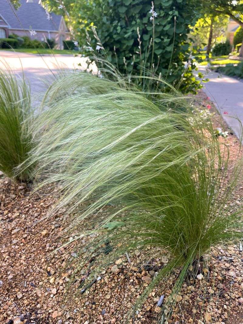 Arching Grasses Add Movement Arching Grasses Add Movement