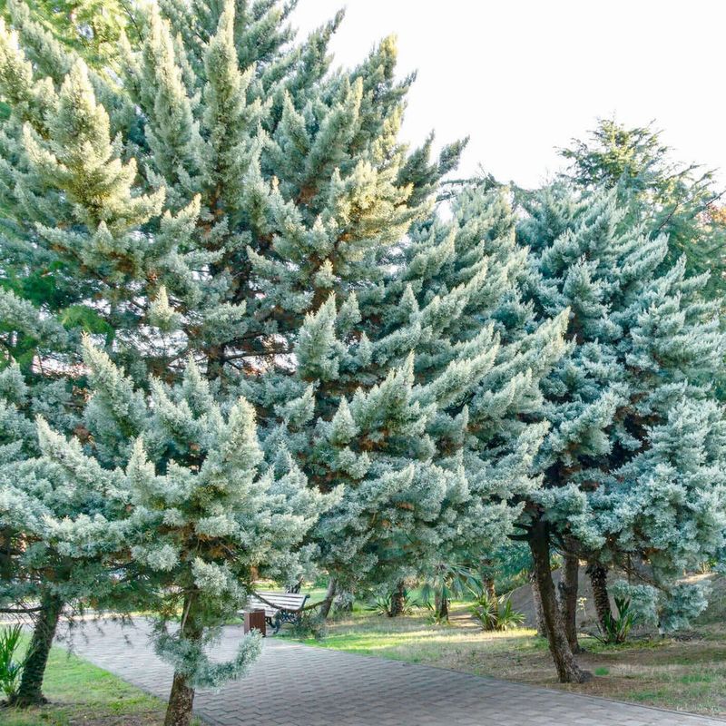 Arizona Cypress Creates Tall Backyard Screening