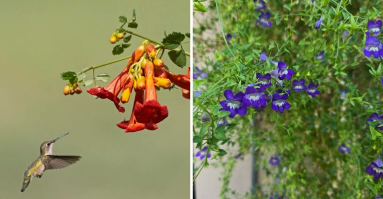Arizona Flowering Vines That Cover Structures And Attract Hummingbirds