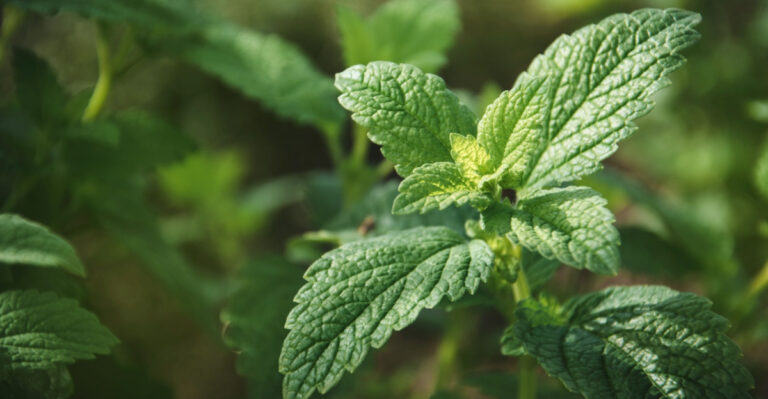Arizona Garden Plants That Help Repel Gnats And Flies Naturally All Summer Long