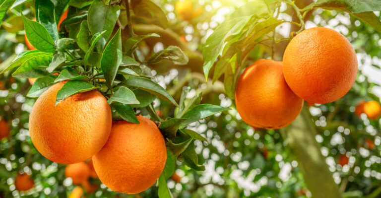 citrus tree (featured image)
