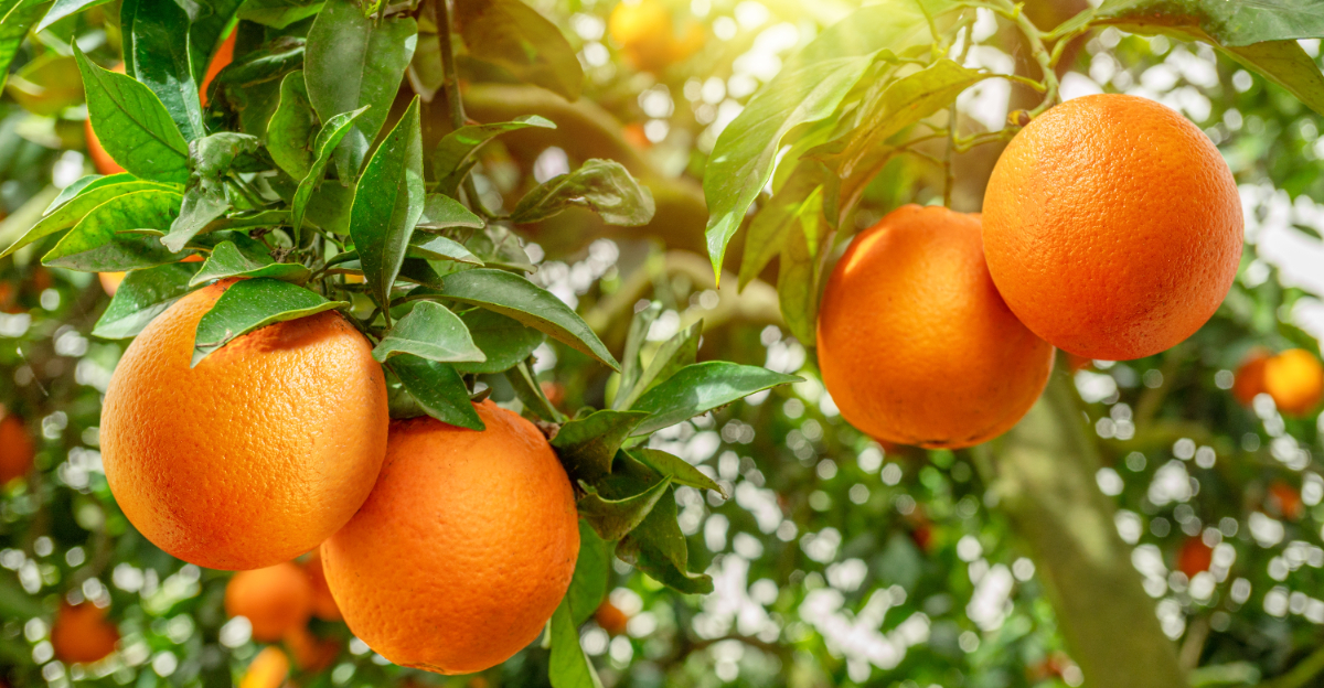 citrus tree (featured image)