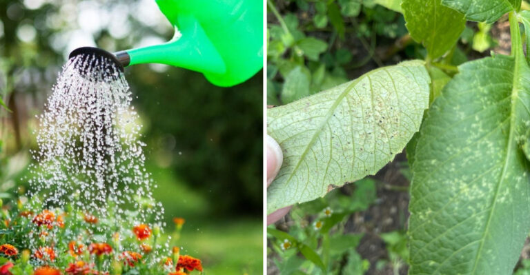 Arizona Gardeners Who Do This May Have Fewer Spider Mite Problems