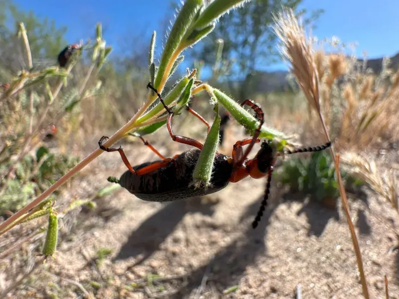 Arizona Gardens Can Attract Them In Warm Weather Arizona Gardens Can Attract Them In Warm Weather