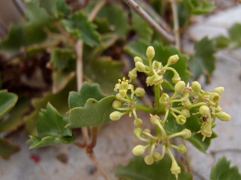 Arizona Grape Ivy Adapts Well To Partial Shade
