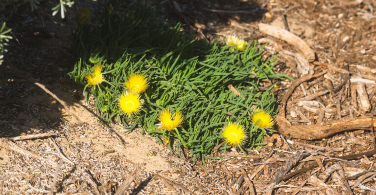 plant (featured image)