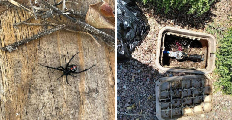 Arizona Homeowners Are Making Their Yards More Welcoming To Black Widows Without Realizing It — Here’s How To Stop