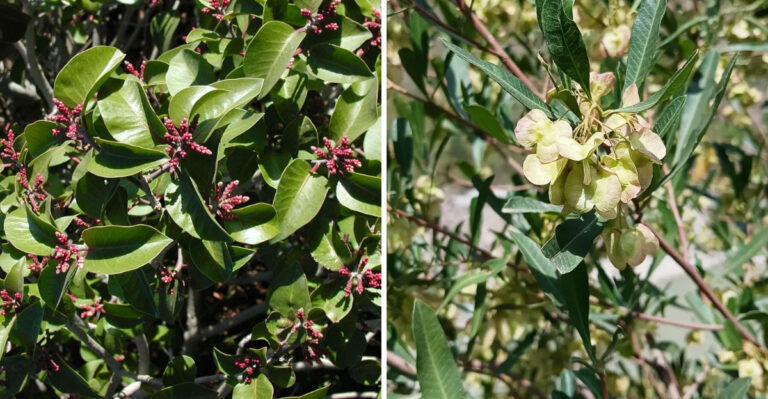 Arizona Homeowners Are Replacing Their Oleander With These Native Privacy Plants