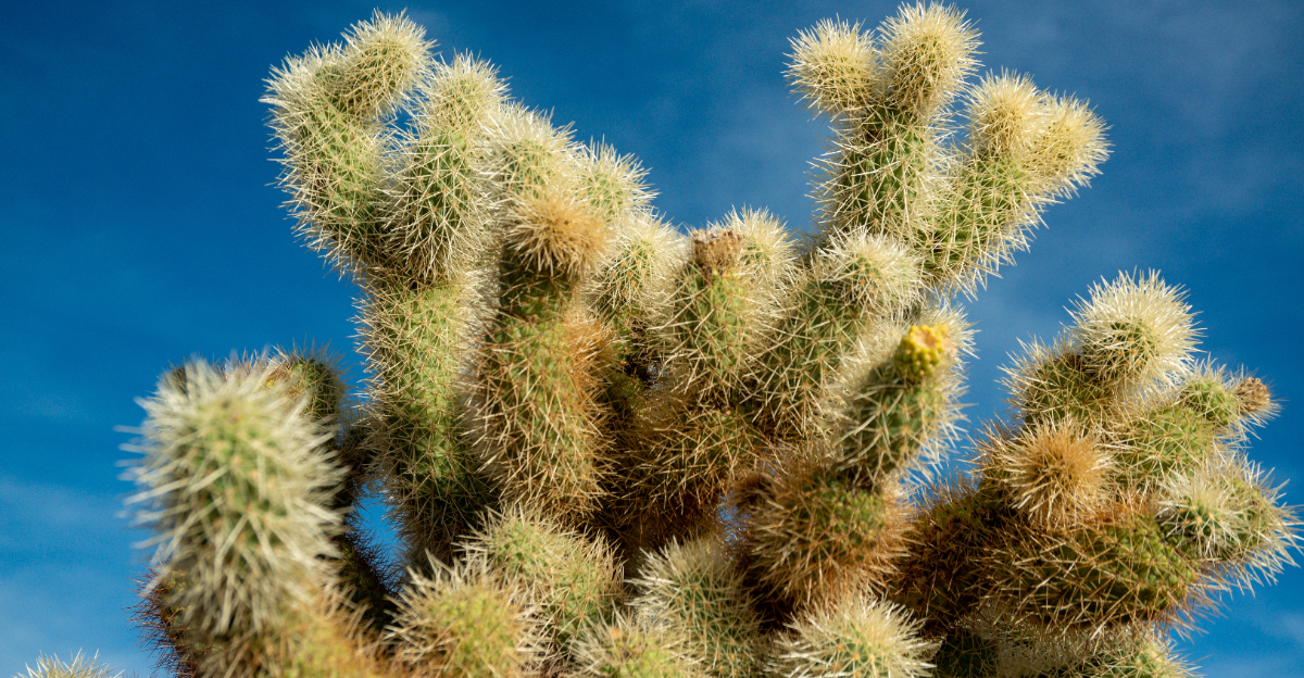 cactus (featured image)