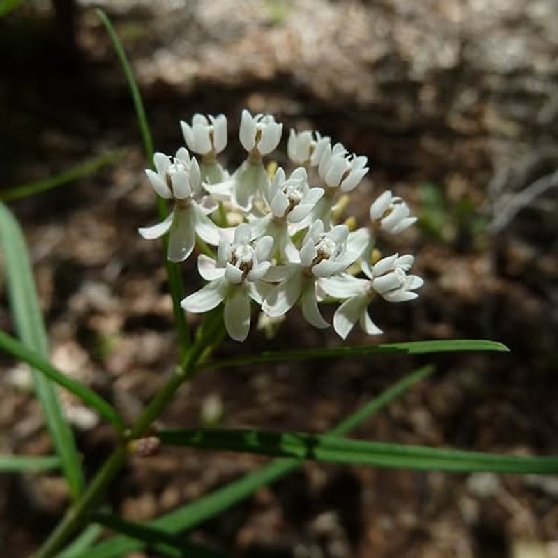 Arizona Milkweed Benefits From Summer Rainfall Arizona Milkweed Benefits From Summer Rainfall