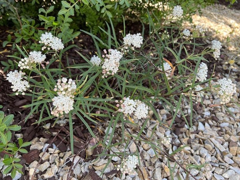 Arizona Milkweed Grows Well In Dry Locations