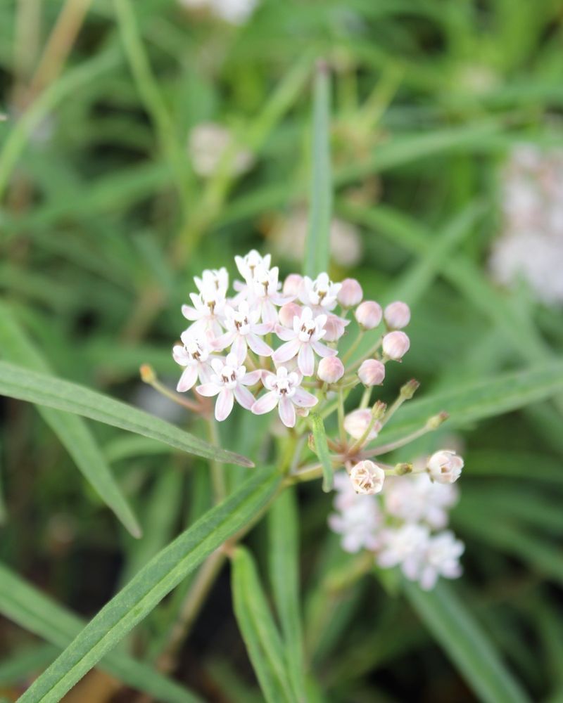 Arizona Milkweed Supports Pollinators Through Summer Arizona Milkweed Supports Pollinators Through Summer
