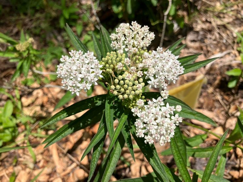 Arizona Milkweed Supports The Conditions Dragonflies Prefer