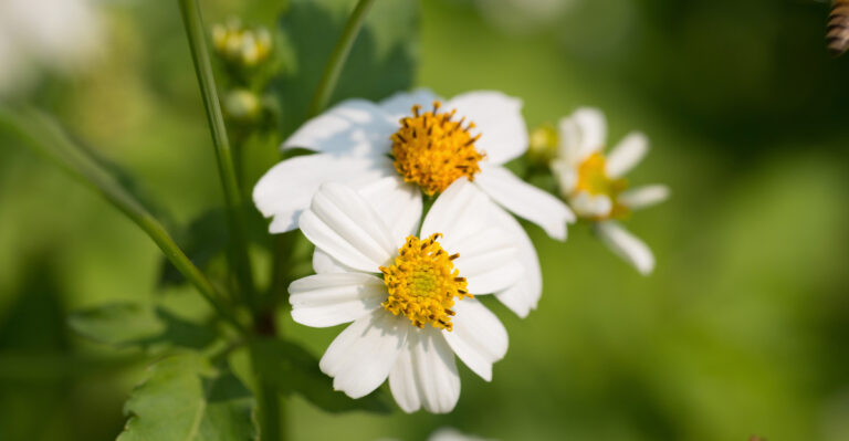 plant (featured image)