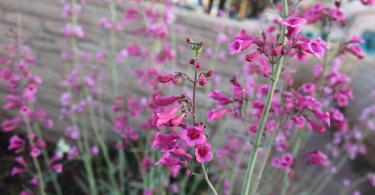 plant (featured image)