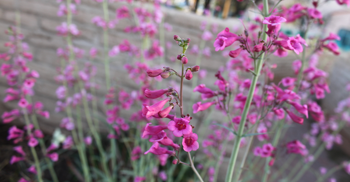 plant (featured image)
