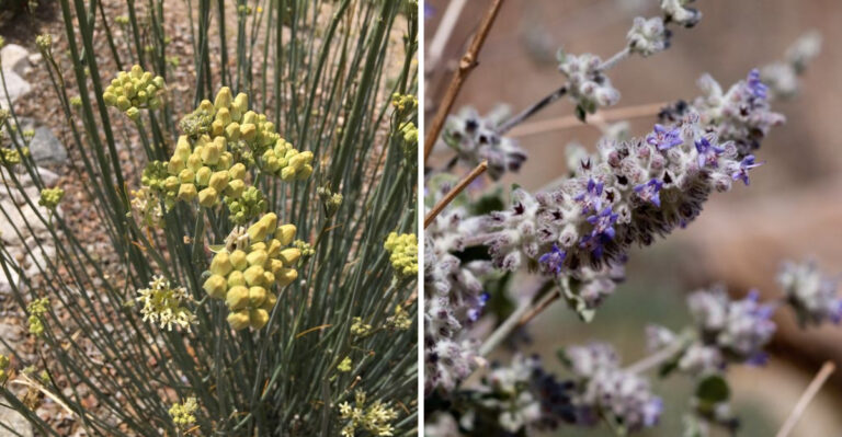 Arizona Native Plants That Thrive In July Heat With No Extra Water