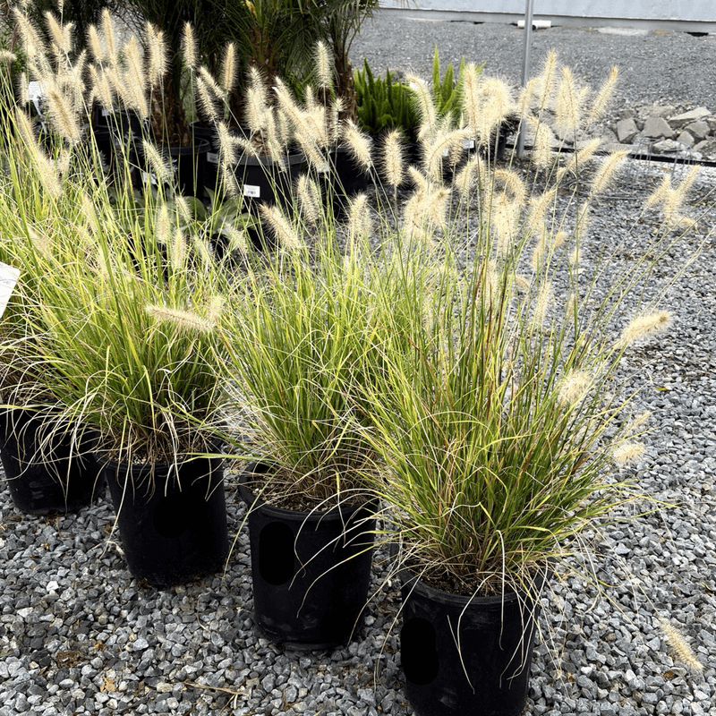 Arizona Nurseries No Longer Treat It As A Good Choice