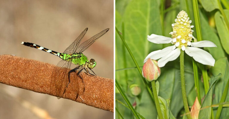 Arizona Plants That Attract Dragonflies And Reduce Mosquito Activity