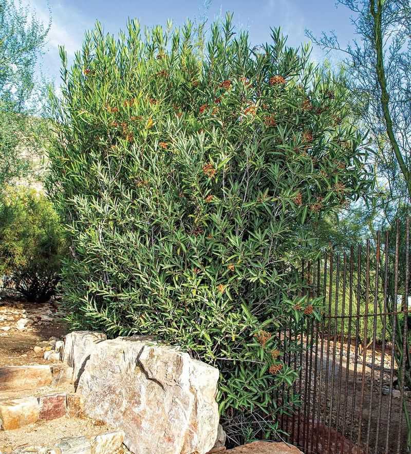 Arizona Rosewood Forms A Naturally Dense Hedge