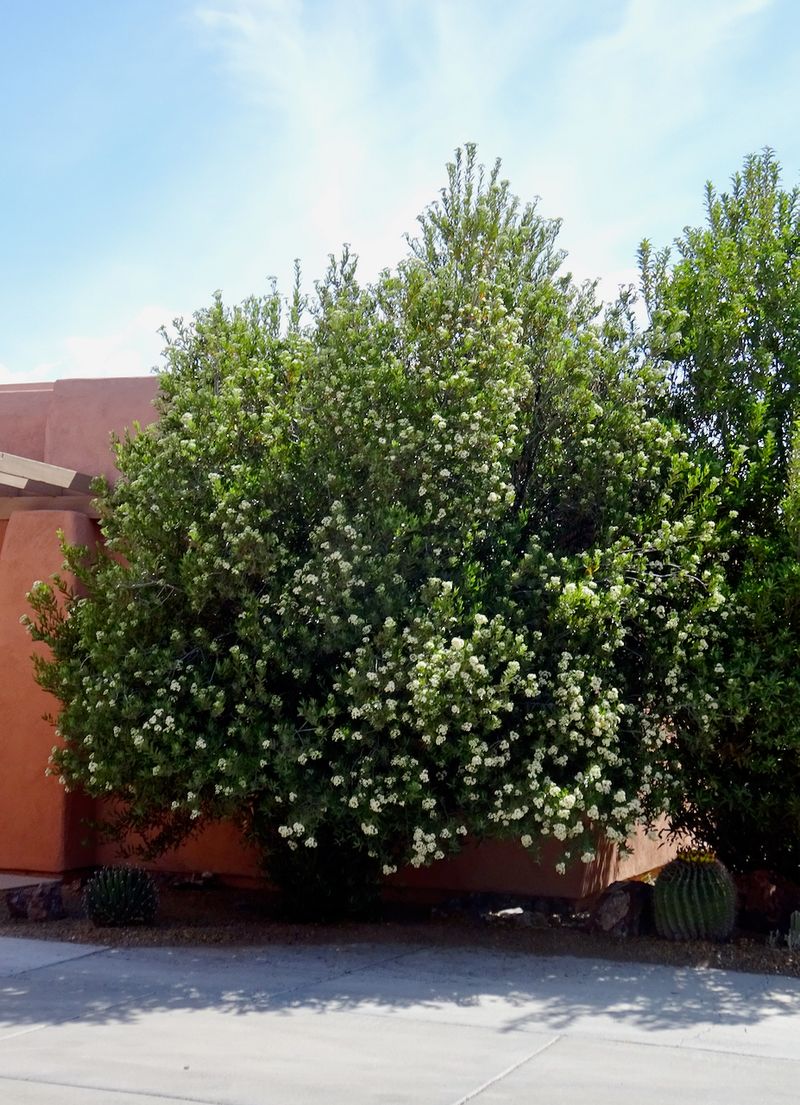 Arizona Rosewood Keeps Its Leaves Year Round