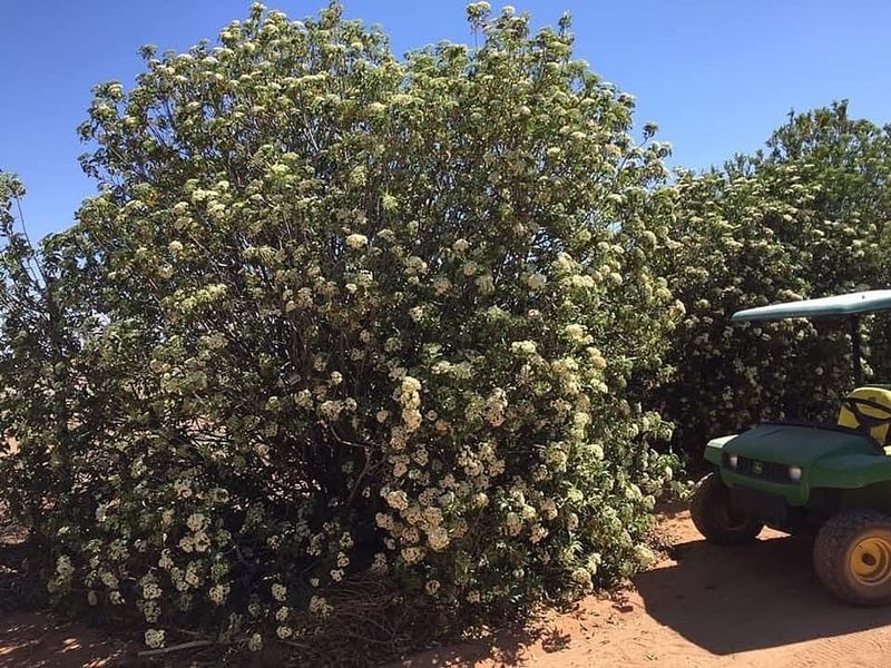 Arizona Rosewood Stays Strong In Hot Conditions