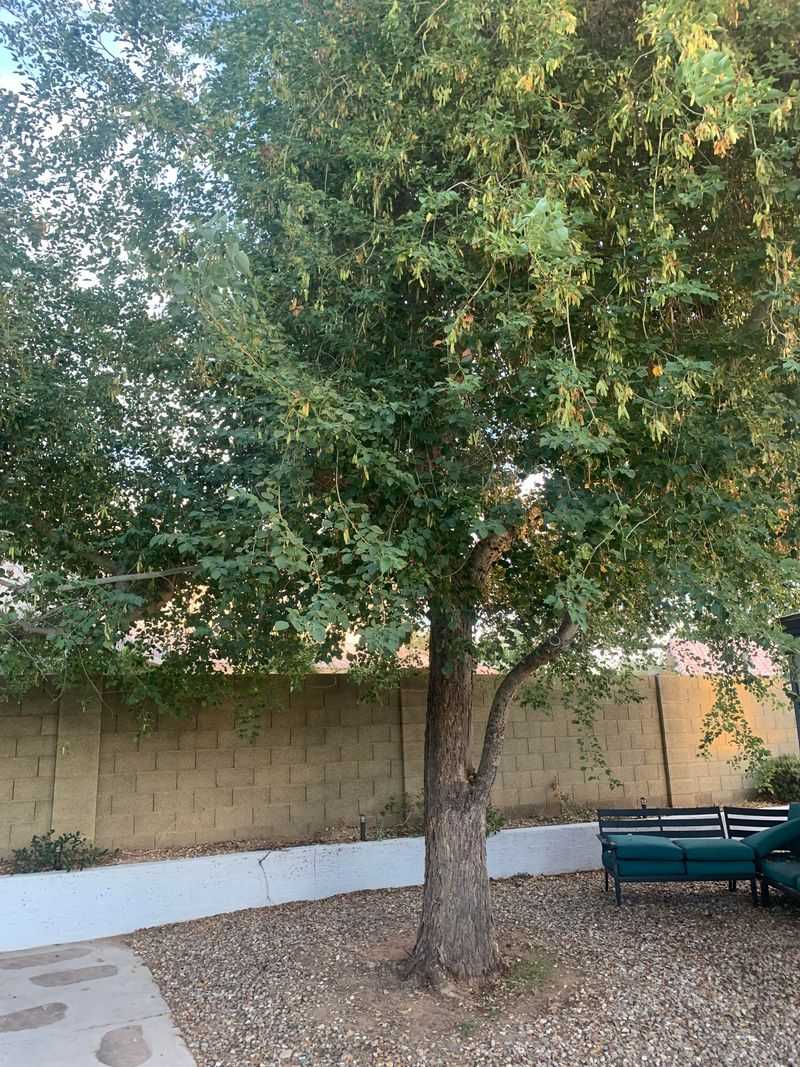 Arizona Rosewood Arizona Rosewood