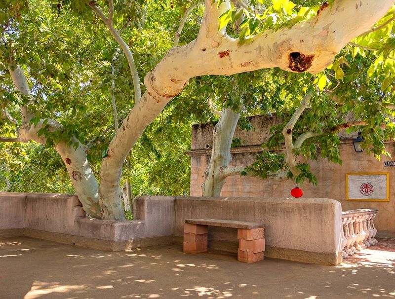 Arizona Sycamore Casts Broad Shade In Large Yards Arizona Sycamore Casts Broad Shade In Large Yards