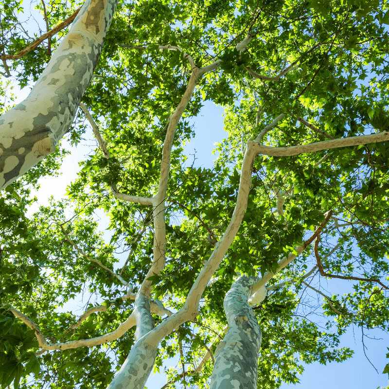 Arizona Sycamore Creates A Larger Canopy Near Water Sources Arizona Sycamore Creates A Larger Canopy Near Water Sources