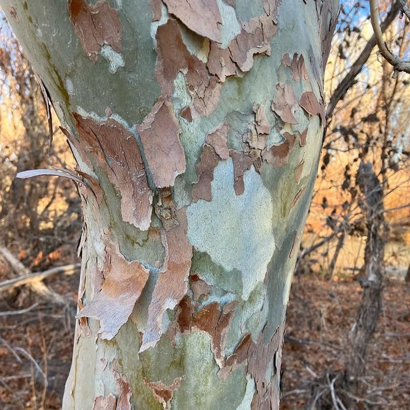 Arizona Sycamore Sheds Patchy Bark Naturally