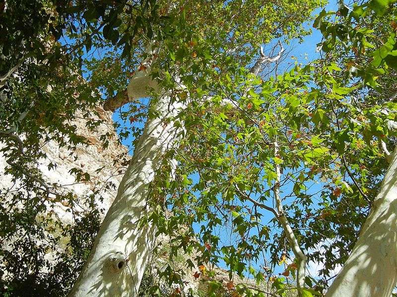 Arizona Sycamore Works Well In Larger Landscapes