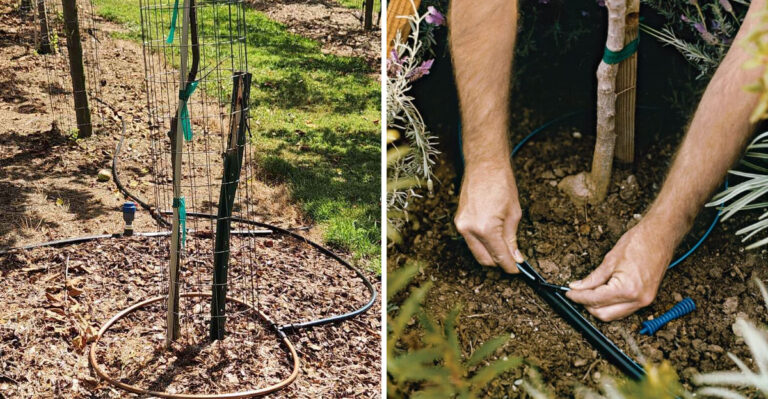 Arizona Tree Watering Schedules Most Homeowners Get Wrong Every Summer