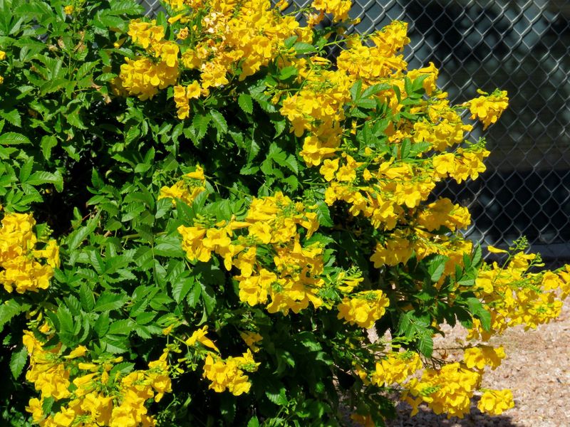 Arizona Yellow Bells Brings Bold Color With Some Cleanup Arizona Yellow Bells Brings Bold Color With Some Cleanup