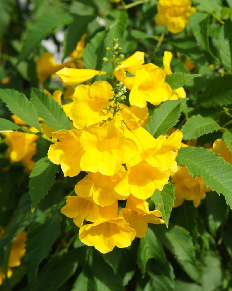 Arizona Yellow Bells Brings Bold Warm-Season Color