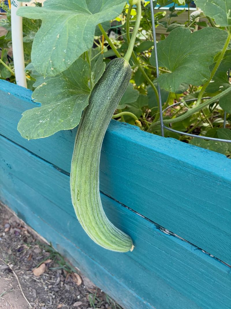Armenian Cucumber Performs Well In Summer Heat