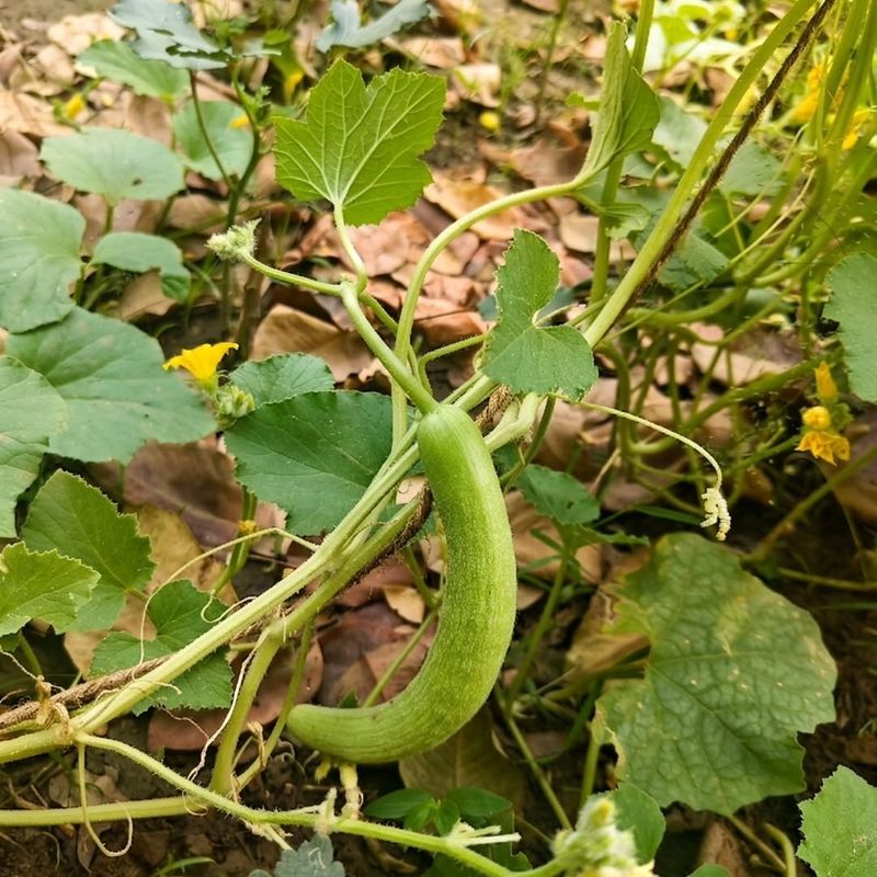 Armenian Cucumbers Deliver Harvests For Weeks