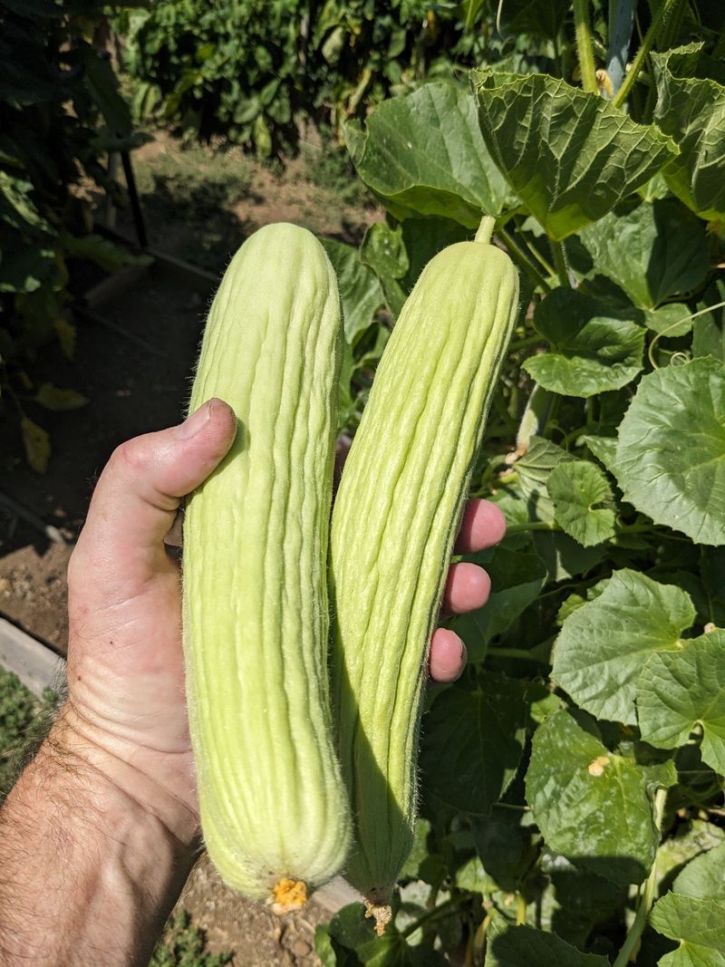 Armenian Cucumbers Handle Heat Better Than Most