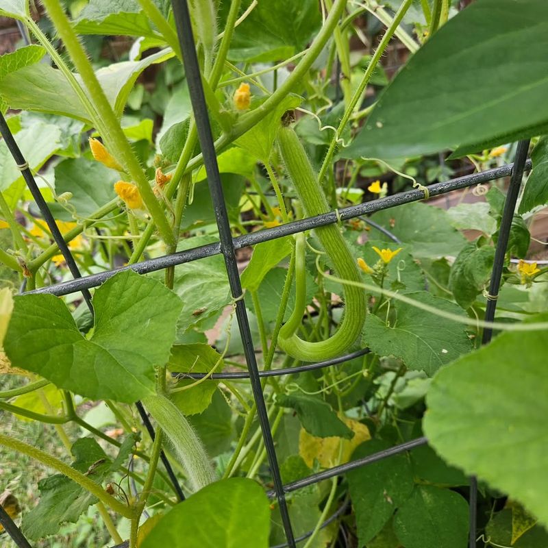 Armenian Cucumbers Thrive During Humid Weather Armenian Cucumbers Thrive During Humid Weather