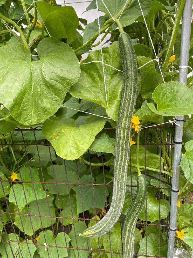 Armenian Cucumbers 