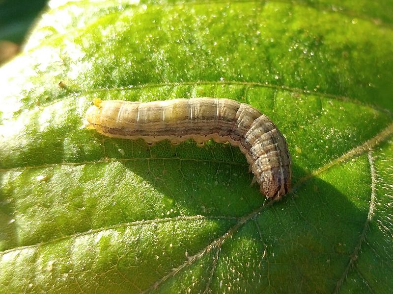 Armyworms Armyworms