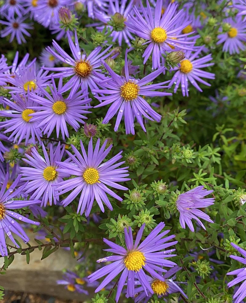 Aromatic Aster Is Better Than A Damp Weedy Edge