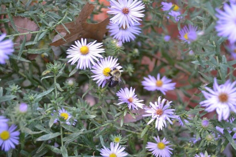 Aromatic Aster Supports Pollinators Late In The Season