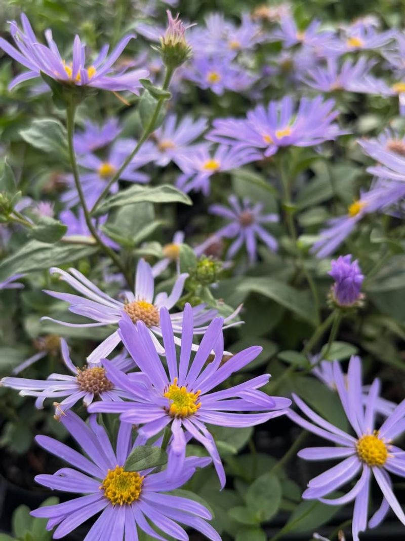 Aromatic Aster 