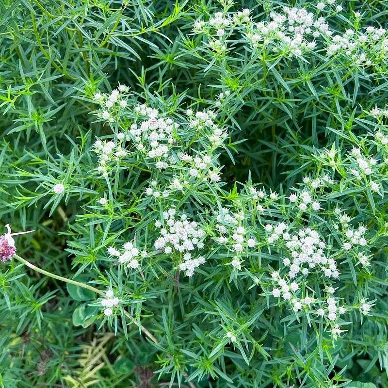 Aromatic Foliage That Naturally Repels Ticks Aromatic Foliage That Naturally Repels Ticks