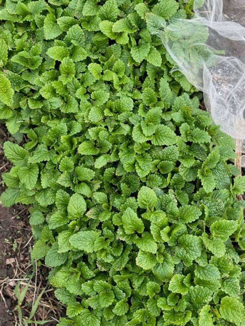 Aromatic Foliage That Works Like A Natural Bug Shield Aromatic Foliage That Works Like A Natural Bug Shield